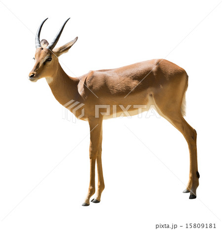 Male impala 15809181