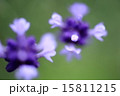 ラベンダー 15811215
