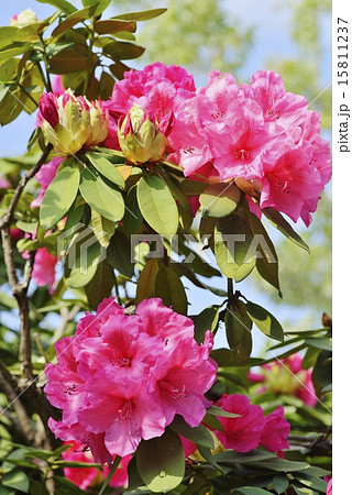 セイヨウシャクナゲ 15811237