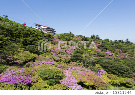 仁田峠のミヤマツツジ 15811244
