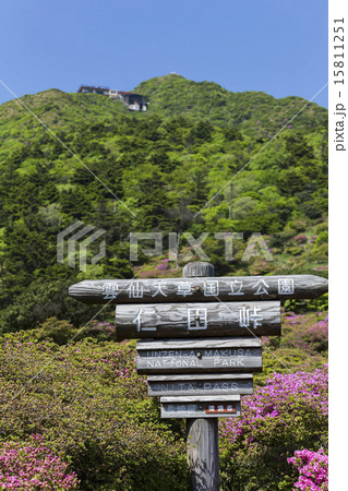 仁田峠のミヤマツツジ 仁田峠のミヤマツツジ 15811251