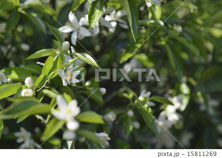 ミツバチと柚子の花 15811269