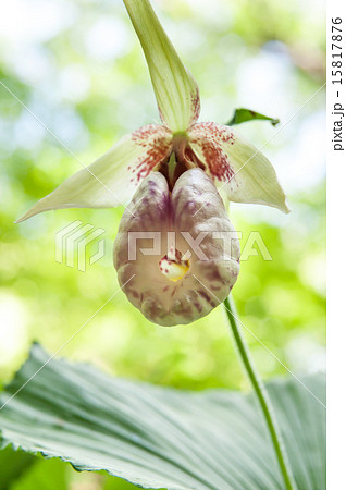 クマガイソウ 15817876