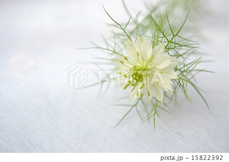 白いニゲラ 15822392