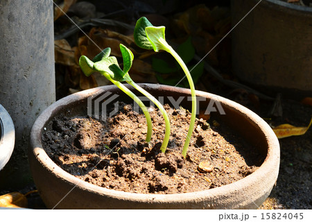 Pumpkin sprout Pumpkin sprout 15824045