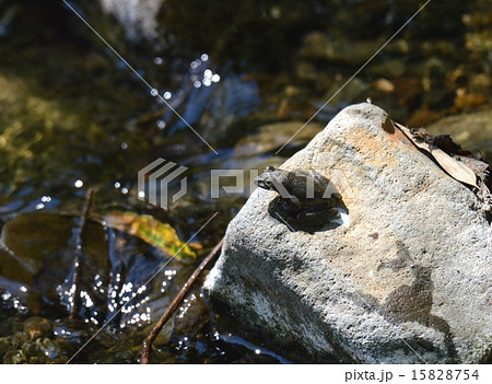 小川で鳴くカジカガエル 小川で鳴くカジカガエル 15828754