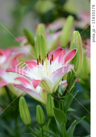 スカシユリ スカシユリ 15830278