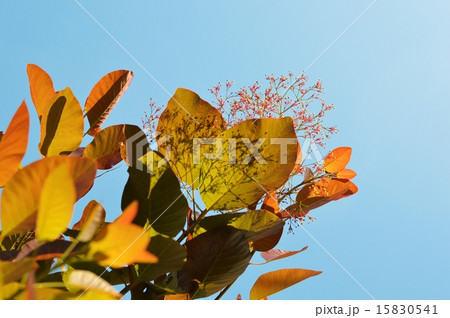 スモークツリー　 15830541