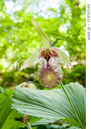 クマガイソウ 15830549