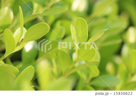 ボックスウッド 15830622