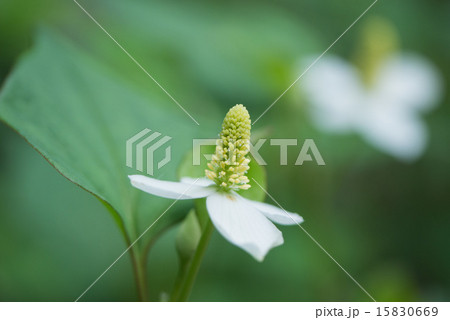 ドクダミ 15830669