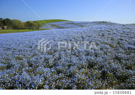 ネモフィラの丘 ネモフィラの丘 15830681