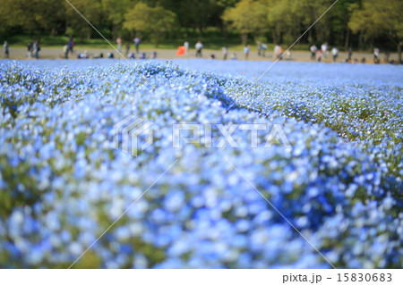ネモフィラの丘 ネモフィラの丘 15830683
