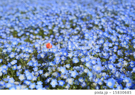 ネモフィラの丘 ネモフィラの丘 15830685