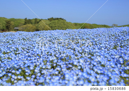 ネモフィラの丘 ネモフィラの丘 15830686
