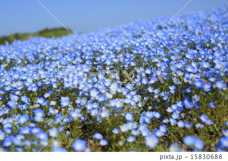 ネモフィラの丘 ネモフィラの丘 15830688