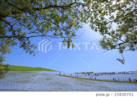 ネモフィラの丘 15830701