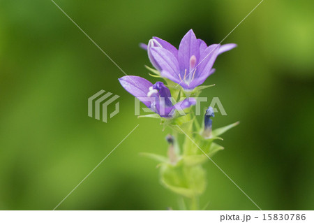 キキョウソウ キキョウソウ 15830786