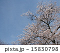 桜と空 15830798