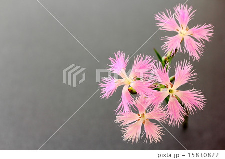 カワラナデシコ 15830822