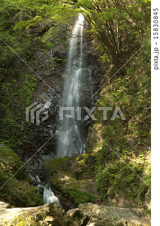 桧原村　払沢の滝 15830845