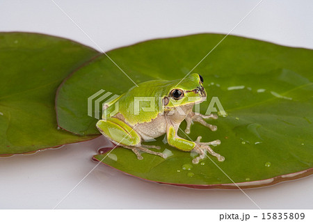 Actual Image Icon 393 15835809