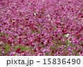 コスモス畑 15836490