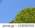 新緑と空 15836500