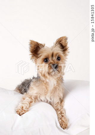 Pet Dogs pho141_050 15841305