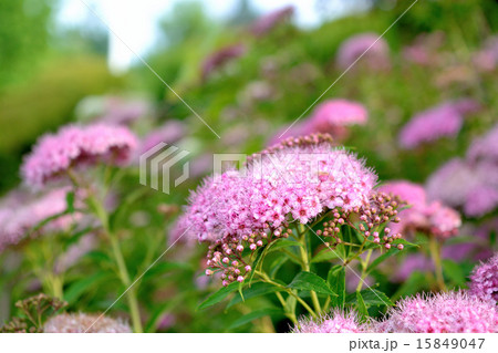 しもつけの花 15849047