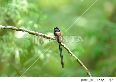 サンコウチョウ サンコウチョウ 15851147