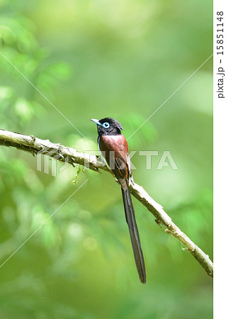 サンコウチョウ サンコウチョウ 15851148