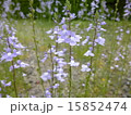 まつばうんらん 15852474