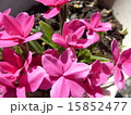 アッツ桜 15852477