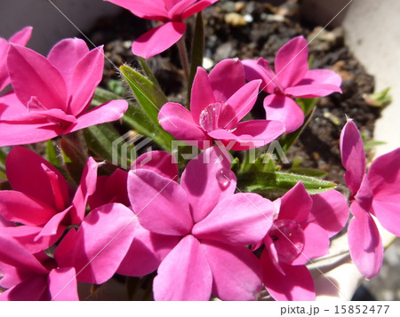 アッツ桜 15852477