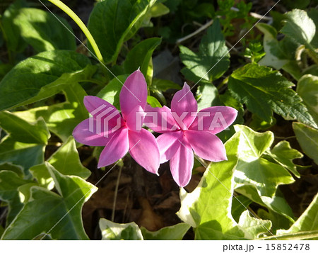 アッツザクラ 15852478