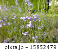 マツバウンラン 15852479
