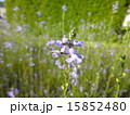 マツバウンラン 15852480