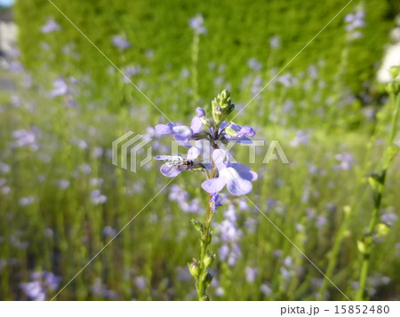 マツバウンラン 15852480