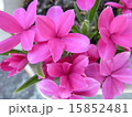 アッツザクラ 15852481