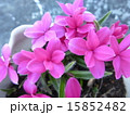 アッツザクラ 15852482