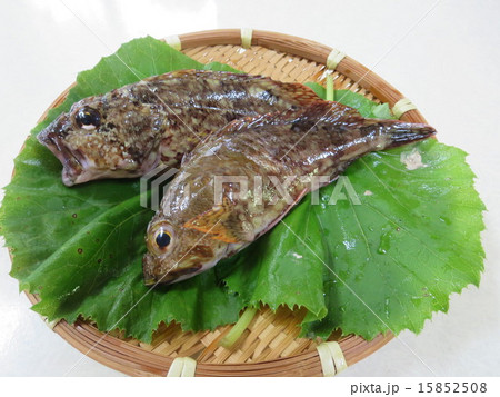 獲れたてのあらかぶ 15852508