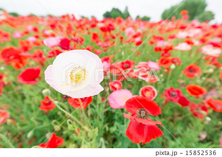 ポピー 15852536