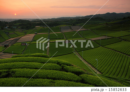 お茶 お茶 15852633