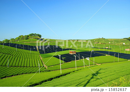 お茶 お茶 15852637