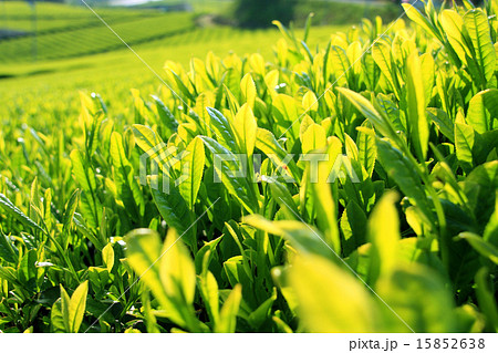 お茶 15852638