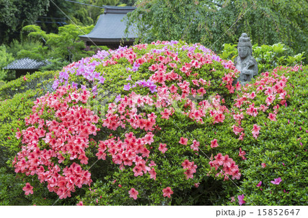 海蔵寺のサツキ 15852647