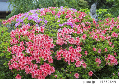 海蔵寺のサツキ 15852649