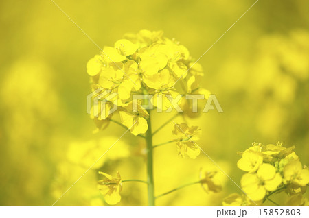 菜の花 菜の花 15852803