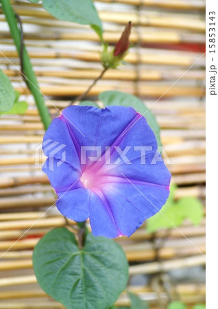 よしずと朝顔 15853143